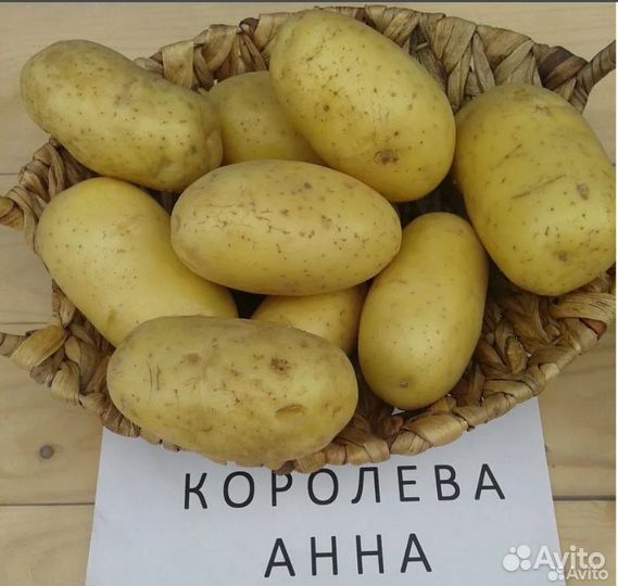 Редкие сорта, семенной картофель