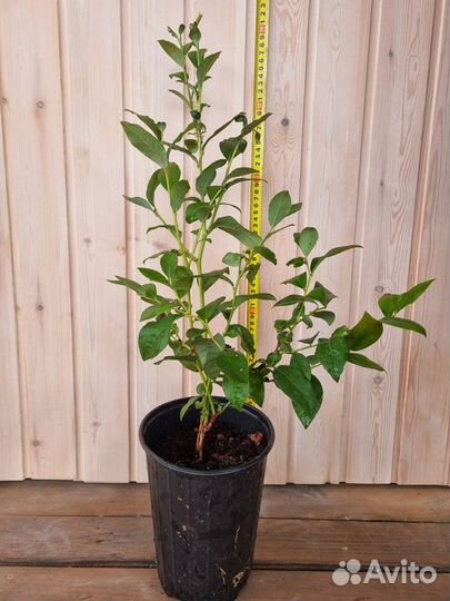 Голубика садовая саженцы