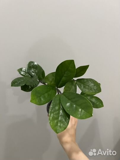 Замиокулькас