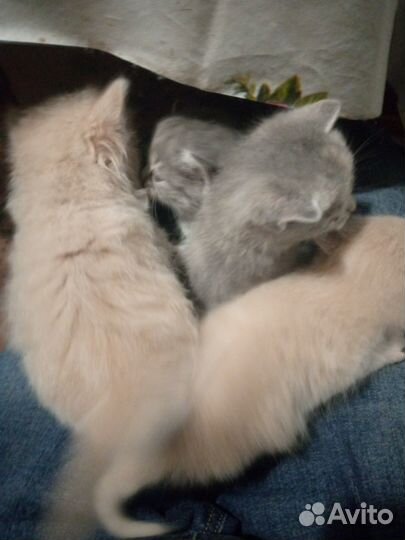 Отдам в добрые руки котят
