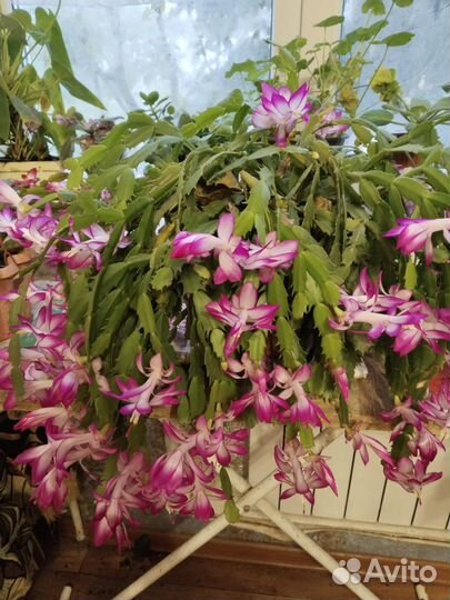 Декабрист шлюмбергера