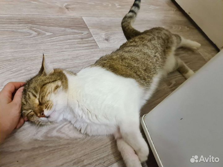 Кот Василий в добрый дом