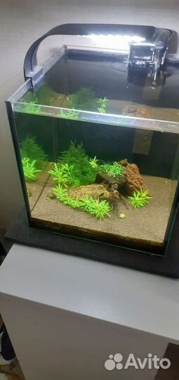 Аквариум