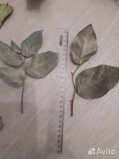 Сухие листья