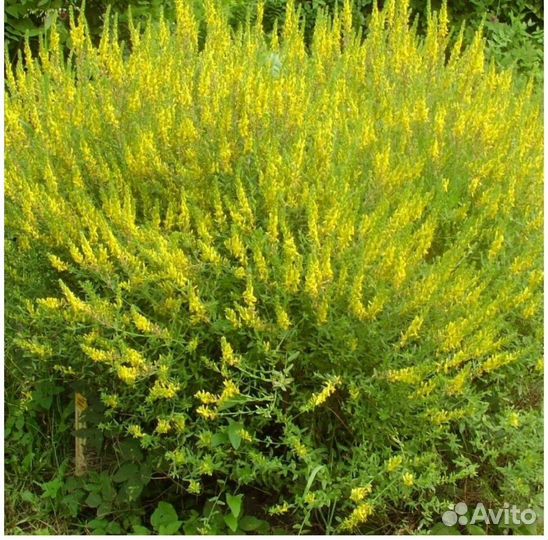 Дрок красильный для щитовидки, сухое сырье