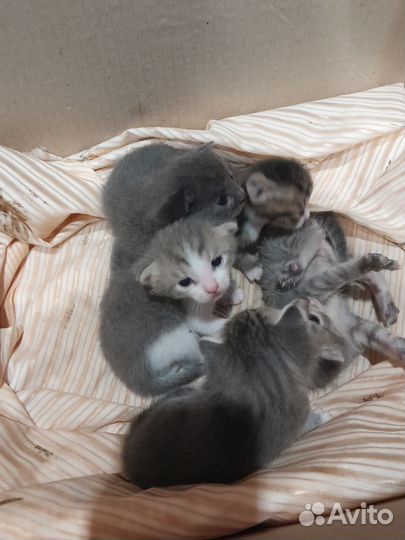 Котята в добрые руки