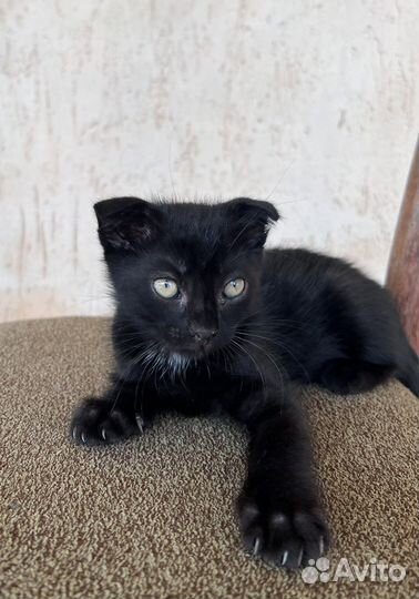 Вислоухие котята в добрые руки