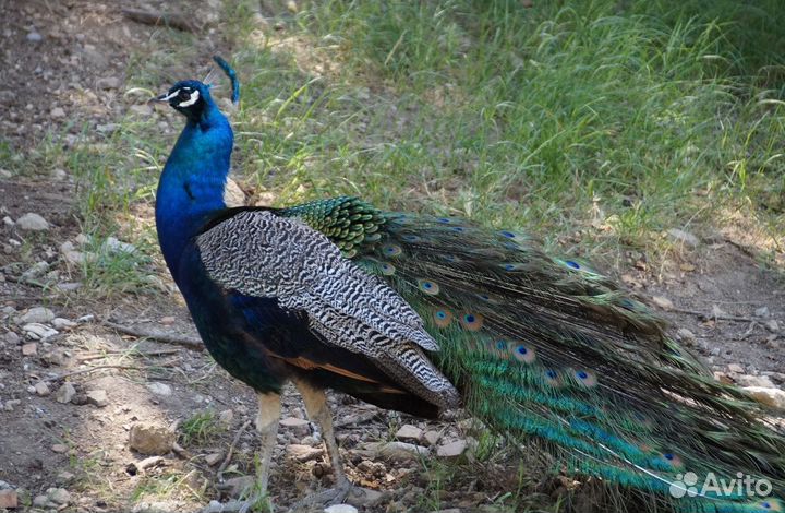 Черноплечий павлин