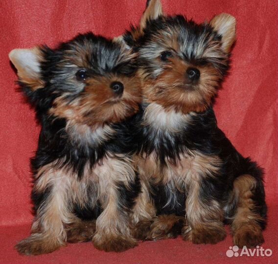 Йоркширский терьер мальчик и девочка. Доставка