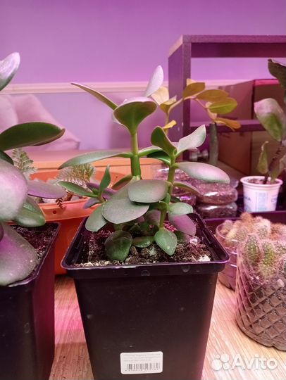 Толстянка (денежное дерево)