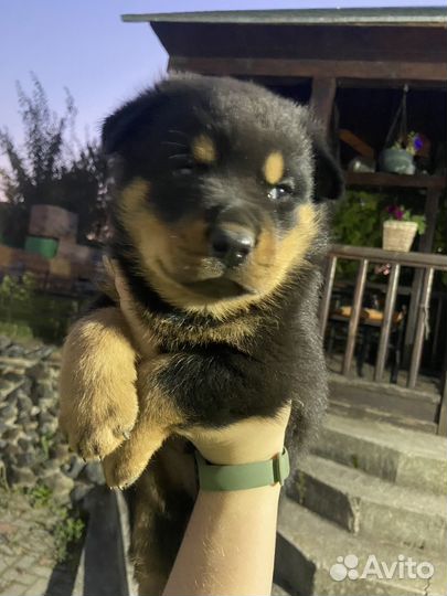 Щенки ротвейлера