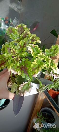 Циперус колеус монстера и др