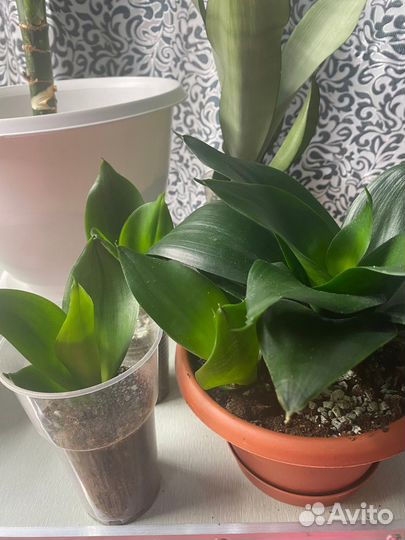 Сансевиерия ханни