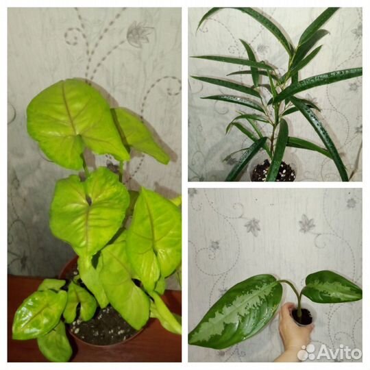 Комнатные растения