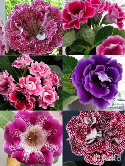 Глоксинии (много сортов)