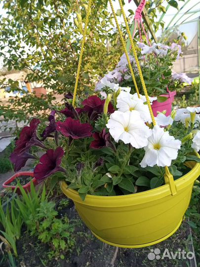 Петуния в кашпо