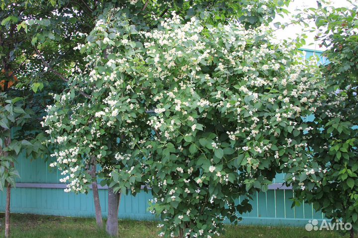 Гортензия древовидная анабель,большие, Чубушник