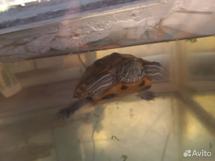 Черепаха
