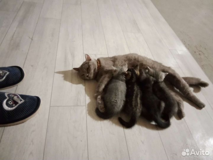 Британские котята