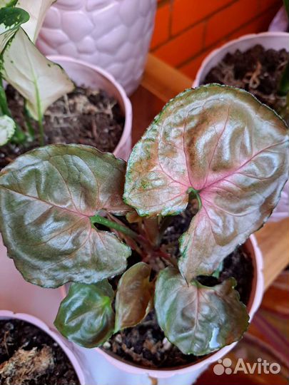 Сингониум мария