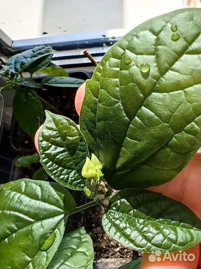 Кленондрон