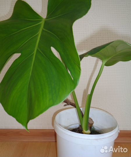 Комнатные растения монстера