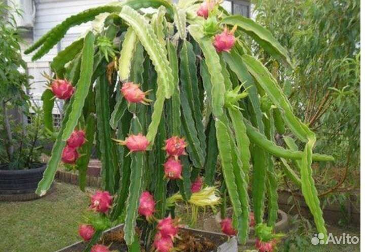 Тропические, комнатные и др.Растения