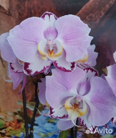 Орхидея фаленопсис арт нуво бабочка