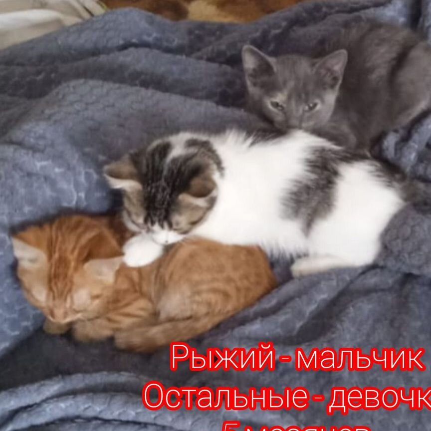 Котенок в добрые руки