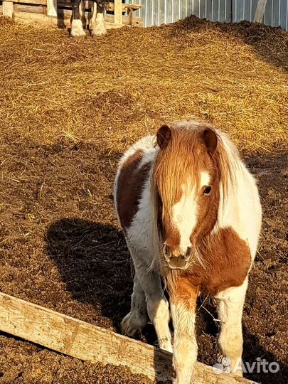 Пони жеребец
