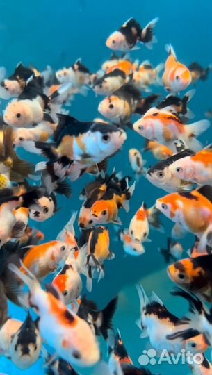 Оранда триколор/панда