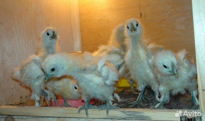 Цыплята разные