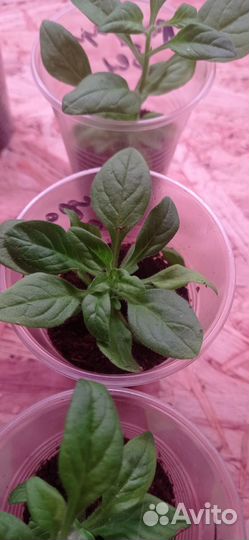 Петуния Фанфара Вайт, вегетативная, черенки