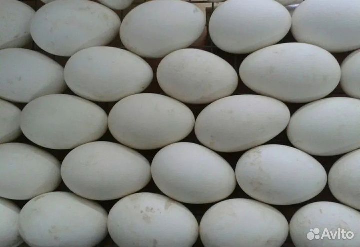 Инкубационное яйцо уток