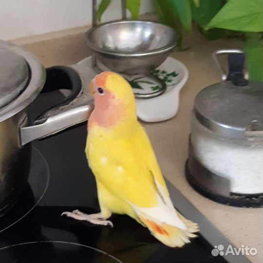 Попугай неразлучник розовощекий