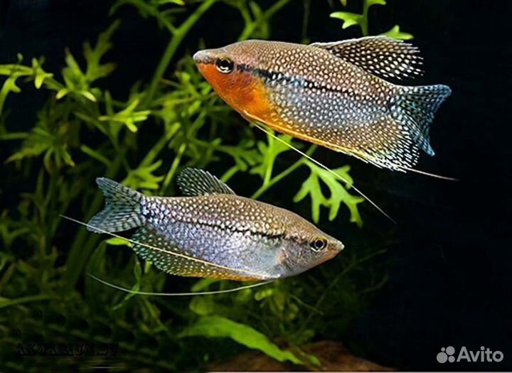 Аквариумные рыбки