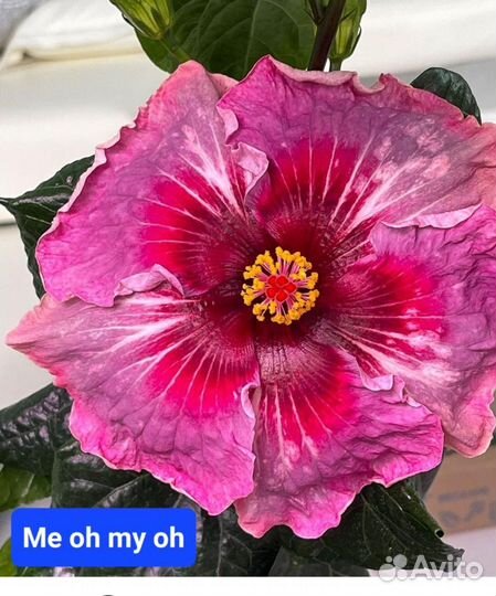 Сортовые гибискусы