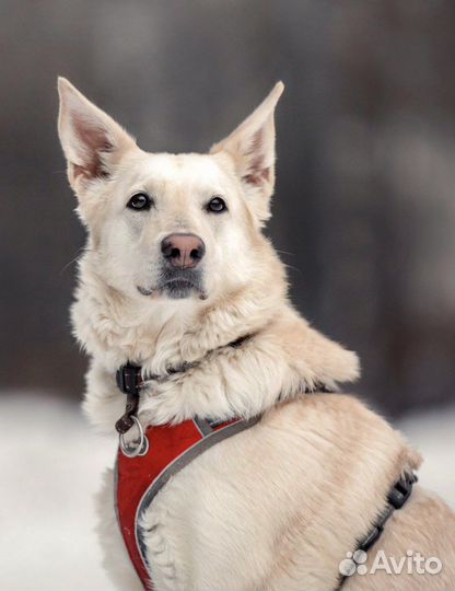 Белочка ищет дом