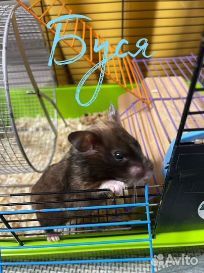 Зоогостиница для животных