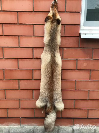 Шкура лисы