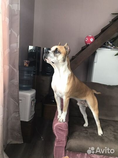 Стаффордширский терьер вязка