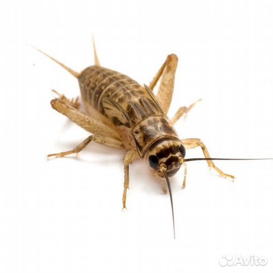 Сверчки замороженные