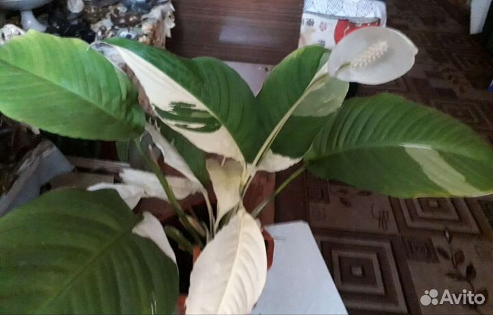 Спатифиллум Пикассо
