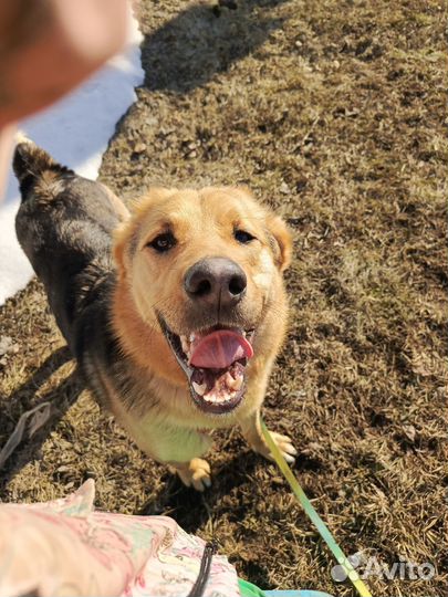 Собака в добрые руки