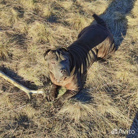 Шарпей вязка