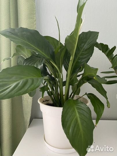 Спатифиллум (женское счастье)