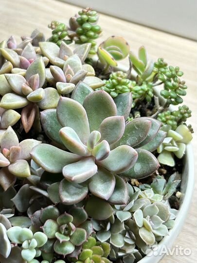 Домашние суккуленты