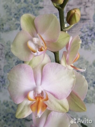 Орхидея фаленопсис детка
