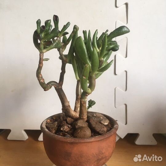 Красула толстянка бонсай