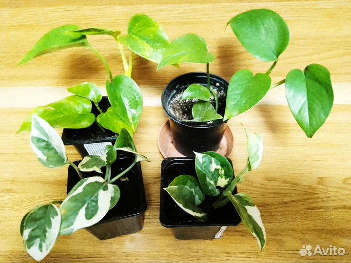 Сциндапус н-джой Эпипремнум